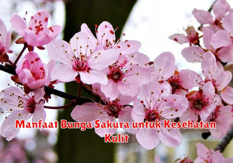 Manfaat Bunga Sakura untuk Kesehatan Kulit