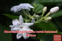Manfaat Bunga Sambac untuk Relaksasi Pikiran