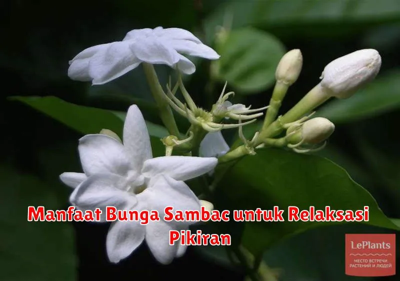 Manfaat Bunga Sambac untuk Relaksasi Pikiran