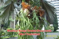 Manfaat Bunga Tanduk Rusa untuk Obat Tradisional