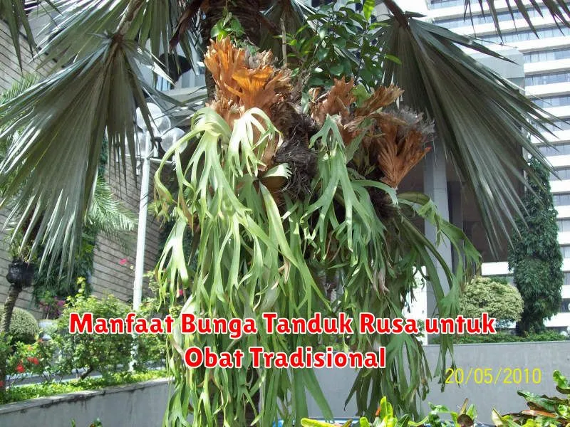 Manfaat Bunga Tanduk Rusa untuk Obat Tradisional