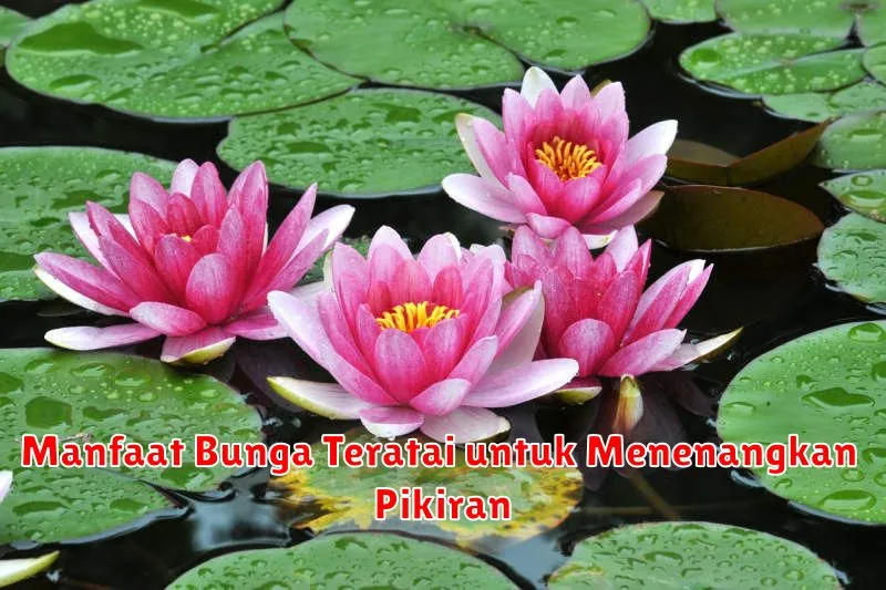 Manfaat Bunga Teratai untuk Menenangkan Pikiran