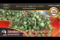 Manfaat Bunga Terung untuk Obat Tradisional