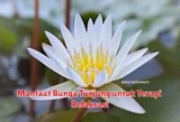 Manfaat Bunga Tunjung untuk Terapi Relaksasi