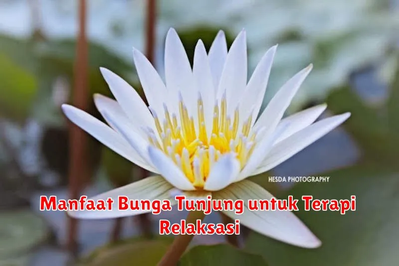 Manfaat Bunga Tunjung untuk Terapi Relaksasi