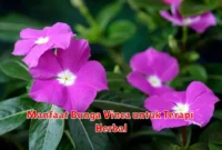 Manfaat Bunga Vinca untuk Terapi Herbal