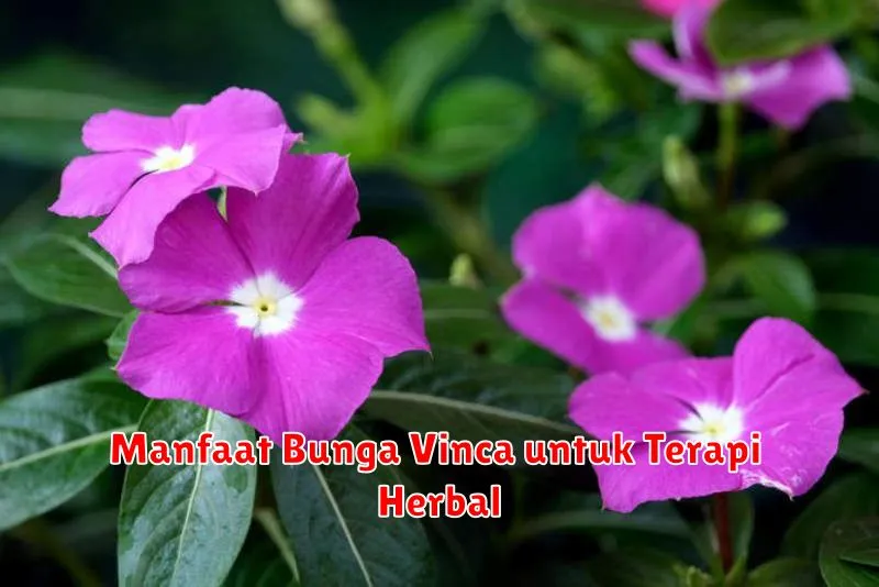 Manfaat Bunga Vinca untuk Terapi Herbal