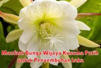 Manfaat Bunga Wijaya Kusuma Putih untuk Penyembuhan Luka