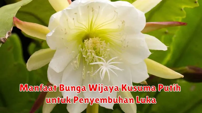Manfaat Bunga Wijaya Kusuma Putih untuk Penyembuhan Luka