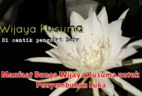 Manfaat Bunga Wijaya Kusuma untuk Penyembuhan Luka