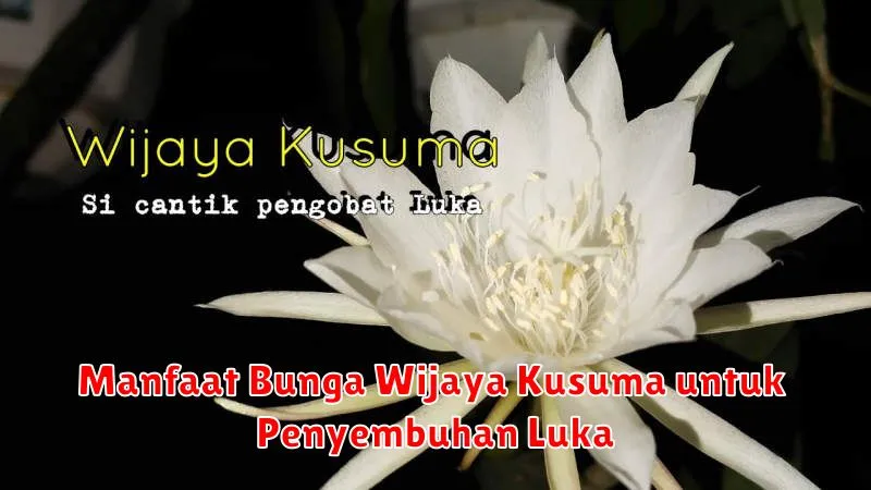 Manfaat Bunga Wijaya Kusuma untuk Penyembuhan Luka
