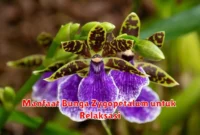 Manfaat Bunga Zygopetalum untuk Relaksasi
