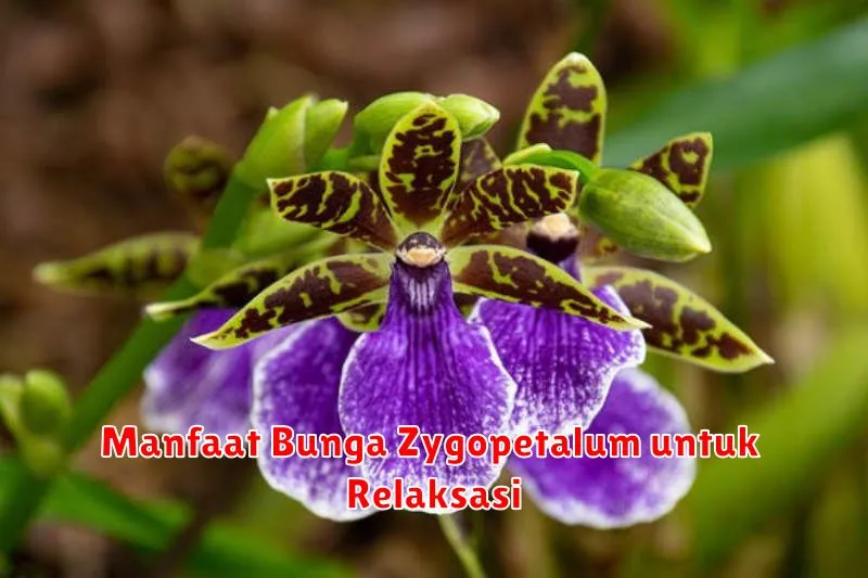 Manfaat Bunga Zygopetalum untuk Relaksasi