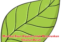 Manfaat Daun Alpukat untuk Menurunkan Tekanan Darah