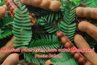 Manfaat Daun Asam Jawa untuk Mengatasi Panas Dalam