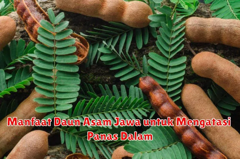Manfaat Daun Asam Jawa untuk Mengatasi Panas Dalam