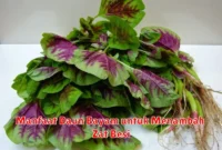 Manfaat Daun Bayam untuk Menambah Zat Besi
