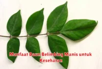 Manfaat Daun Belimbing Manis untuk Kesehatan
