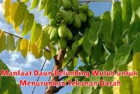 Manfaat Daun Belimbing Wuluh untuk Menurunkan Tekanan Darah