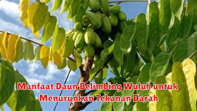 Manfaat Daun Belimbing Wuluh untuk Menurunkan Tekanan Darah