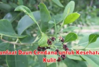 Manfaat Daun Cendana untuk Kesehatan Kulit