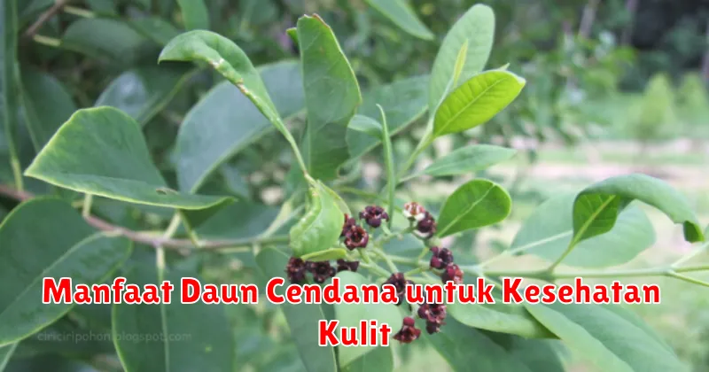 Manfaat Daun Cendana untuk Kesehatan Kulit
