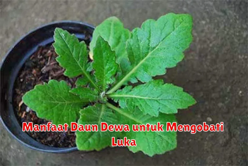 Manfaat Daun Dewa untuk Mengobati Luka