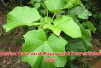 Manfaat Daun Jarak Pagar untuk Penyembuhan Luka