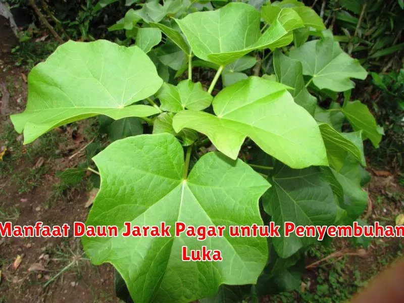 Manfaat Daun Jarak Pagar untuk Penyembuhan Luka