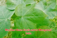 Manfaat Daun Jarak untuk Mengatasi Luka