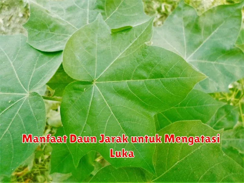 Manfaat Daun Jarak untuk Mengatasi Luka