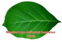 Manfaat Daun Jati untuk Kesehatan Tubuh