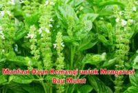 Manfaat Daun Kemangi untuk Mengatasi Bau Mulut