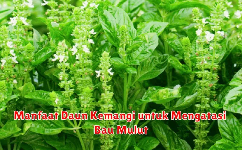 Manfaat Daun Kemangi untuk Mengatasi Bau Mulut