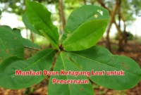 Manfaat Daun Ketapang Laut untuk Pencernaan