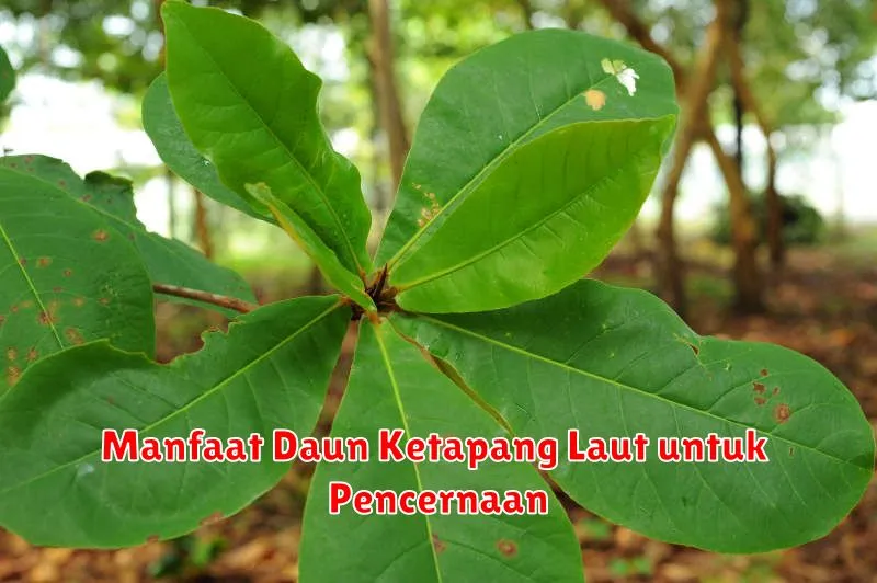 Manfaat Daun Ketapang Laut untuk Pencernaan