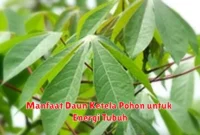 Manfaat Daun Ketela Pohon untuk Energi Tubuh