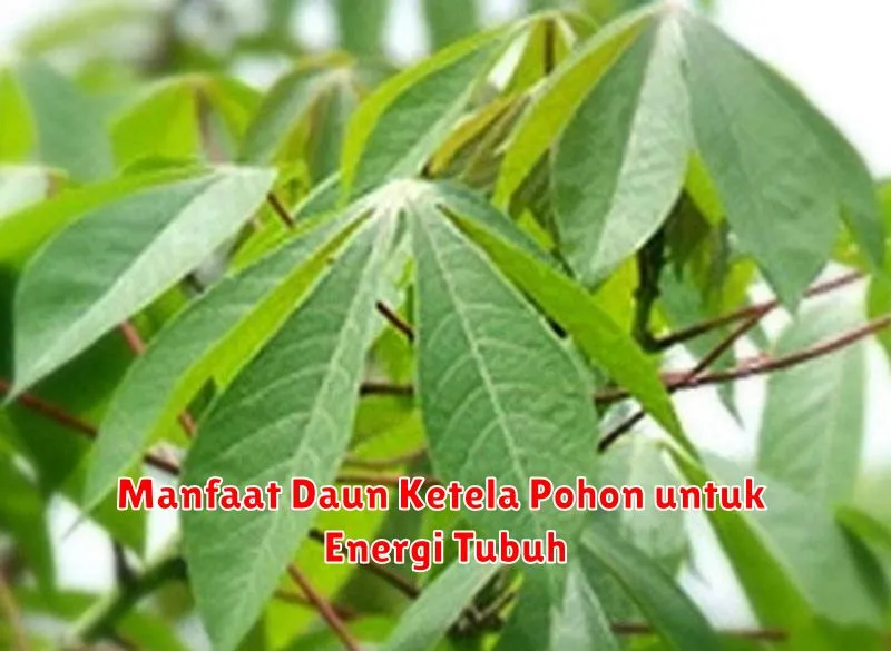 Manfaat Daun Ketela Pohon untuk Energi Tubuh