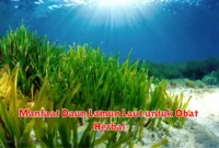 Manfaat Daun Lamun Laut untuk Obat Herbal