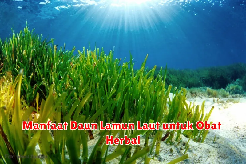 Manfaat Daun Lamun Laut untuk Obat Herbal