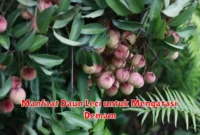 Manfaat Daun Leci untuk Mengatasi Demam