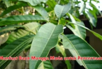 Manfaat Daun Mangga Muda untuk Pencernaan