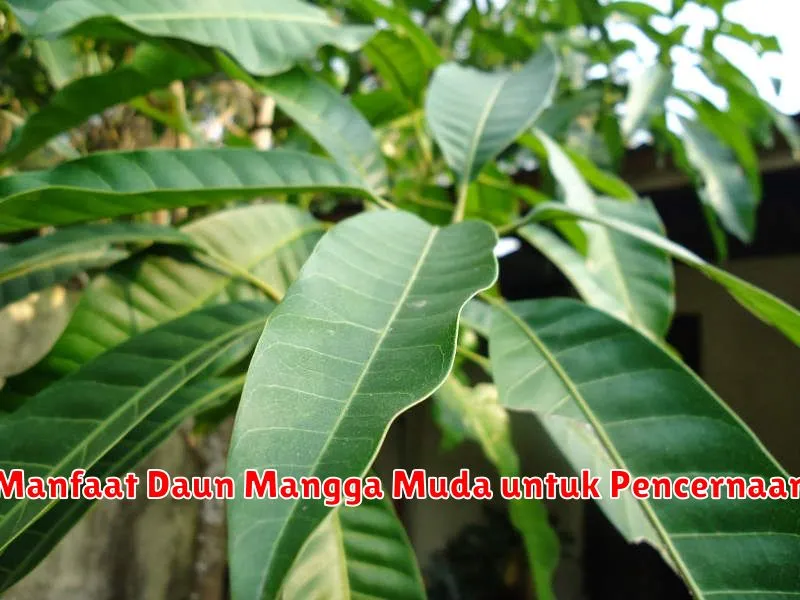 Manfaat Daun Mangga Muda untuk Pencernaan