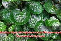 Manfaat Daun Mangkokan untuk Mempercepat Pertumbuhan Rambut