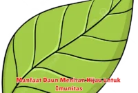 Manfaat Daun Meniran Hijau untuk Imunitas