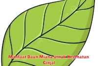 Manfaat Daun Miana untuk Kesehatan Ginjal