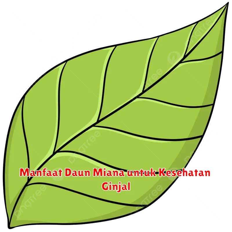 Manfaat Daun Miana untuk Kesehatan Ginjal