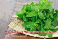 Manfaat Daun Mint untuk Pencernaan
