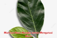 Manfaat Daun Nangka untuk Mengatasi Diare