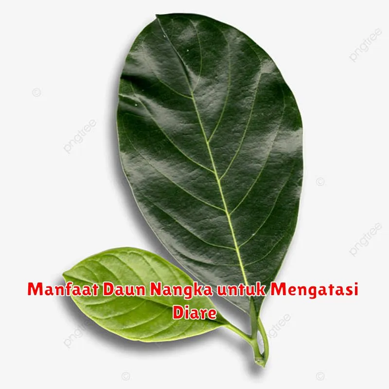 Manfaat Daun Nangka untuk Mengatasi Diare